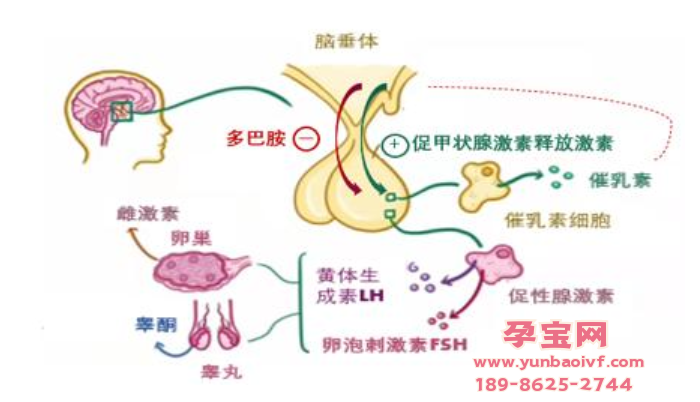  试管婴儿